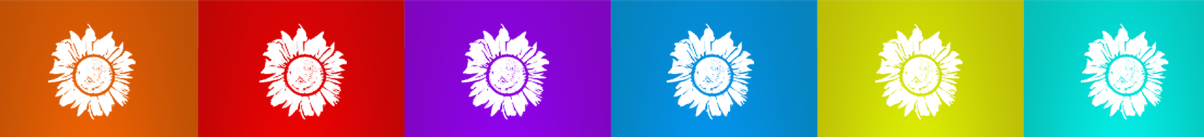 An illustration of many white sunflowers on different colored backgrounds