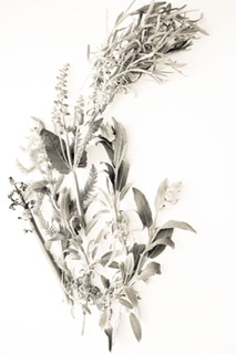 Photograph of plants in a warm washed out grey on a crisp white background.