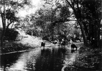 Cows in stream