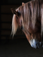 Profile of horse’s head, black background