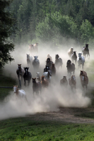 Wild horses stampeding 