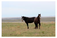 Two brown horses standing on an open plain