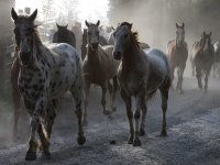 Horses walking on a trail