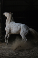 White horse, black background