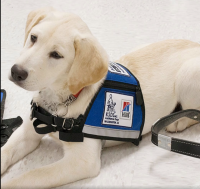 A young light-colored dog lays on the floor wearing an assistance dog vest.