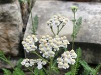 Small white flowers on a tall plant in front of gray rocks