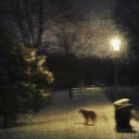 Photograph of hazy moonlight landscape with dog.