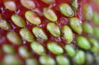 Image of magnified strawberry seeds.