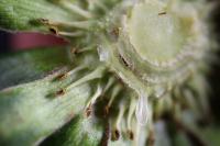 Image of magnified strawberry stem.