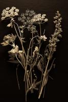 Photograph of small flowers in a sepia tone on a saturated black background.