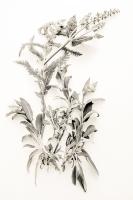 Photograph of fern-like leaves and branches in a washed out grey on a crisp white background.
