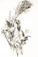 Photograph of plants in a warm, washed-out grey on a crisp white background.