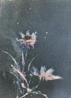 Negative photographic image of a flowers on stems.