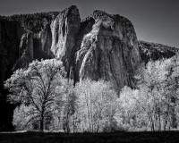 Black and white photograph of a rock face and trees in Yosemite National Park.