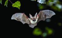 Fruit bat fying