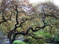 Photo of a tree with curvy branches.