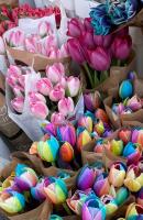 Photo of multicolored tulips.