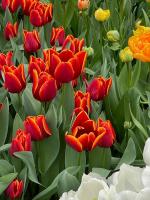 Photo of tulips.