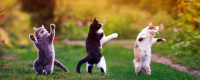 Three cats on their hind legs are jumping into the air on a spring day