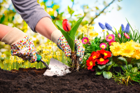 Hand in color-dotted gardening gloves to use spade in one hand and plant a tulip among other colorfule flowers