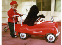 Dog driving a car