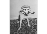 Dog in hat with glasses and pipe