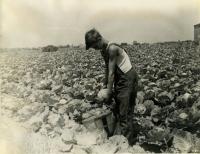 Cabbage harvest