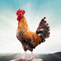 A rooster standing on a rock with an aura of sunlight around it