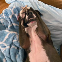 dog